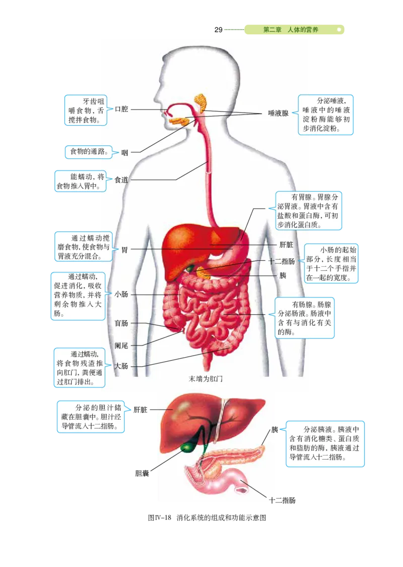 鲁教版7年级生物上册高清教材_4-教培资料-26年最新资料-同步更新_初中高中教资_03科三专项（进去保存报考的学科即可）_02科三专项（笔记真题思维导图教学设计版本二）