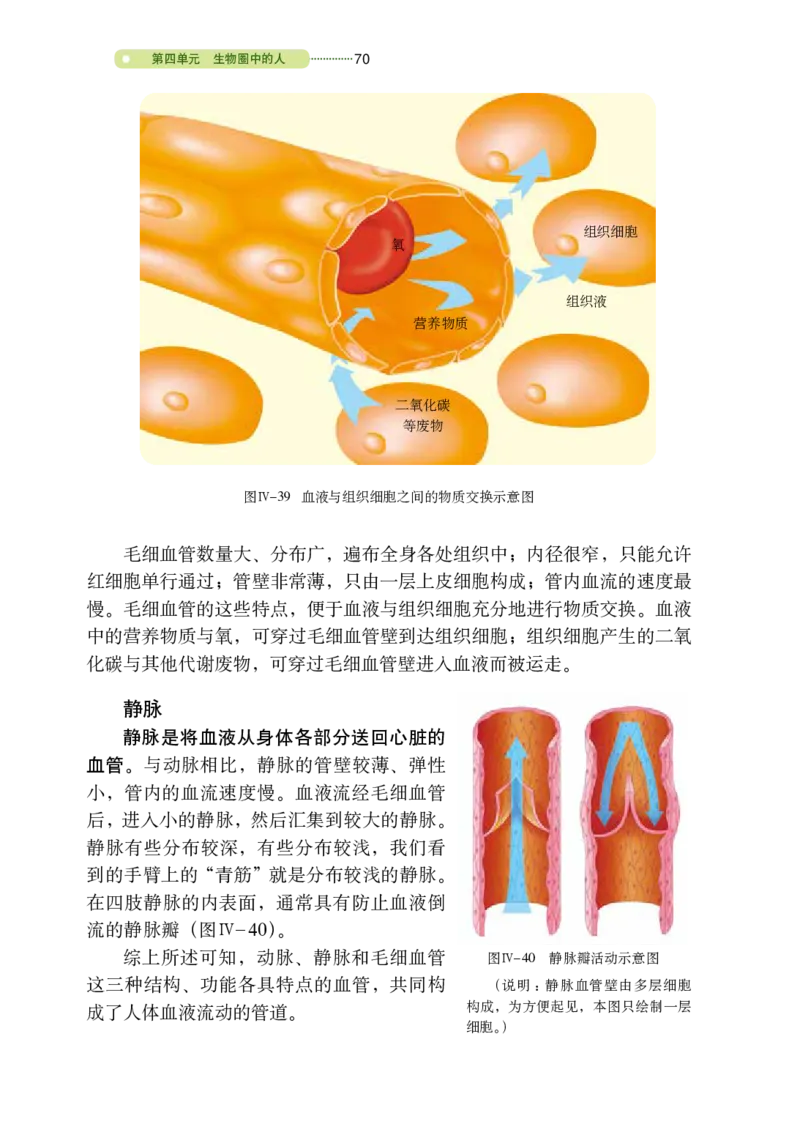 鲁教版7年级生物上册高清教材_4-教培资料-26年最新资料-同步更新_初中高中教资_03科三专项（进去保存报考的学科即可）_02科三专项（笔记真题思维导图教学设计版本二）