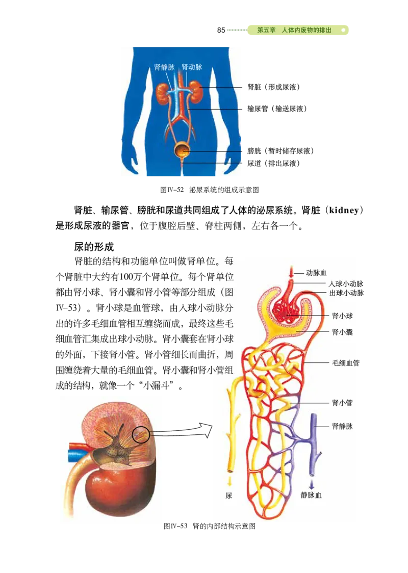 鲁教版7年级生物上册高清教材_4-教培资料-26年最新资料-同步更新_初中高中教资_03科三专项（进去保存报考的学科即可）_02科三专项（笔记真题思维导图教学设计版本二）