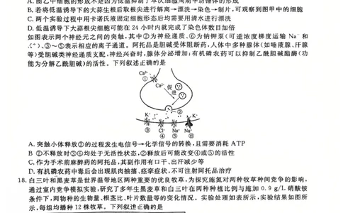 2025届辽宁省名校联盟高三下学期高考模拟卷押题卷生物学（一）试题_2025年5月_250506辽宁省名校联盟2025年高考模拟卷押题卷（数物化生）