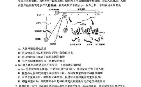 东北三省三校2025年高三第一次联合模拟考试生物_2025年3月_250308东北三省三校（哈师大附中、辽宁省实验中学、东北师大附中）2025年高三第一次联合模拟考试（全科）