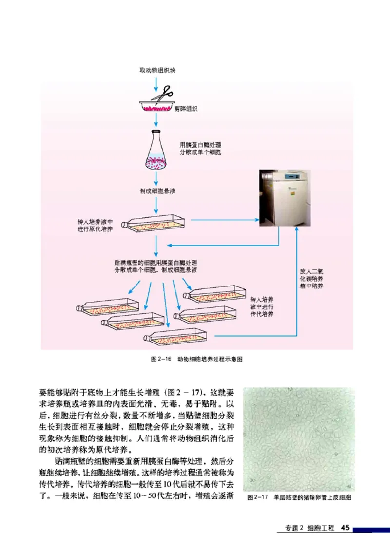 高中生物选修3现代生物科技专题_4-教培资料-26年最新资料-同步更新_初中高中教资_03科三专项（进去保存报考的学科即可）_02科三专项（笔记真题思维导图教学设计版本二）