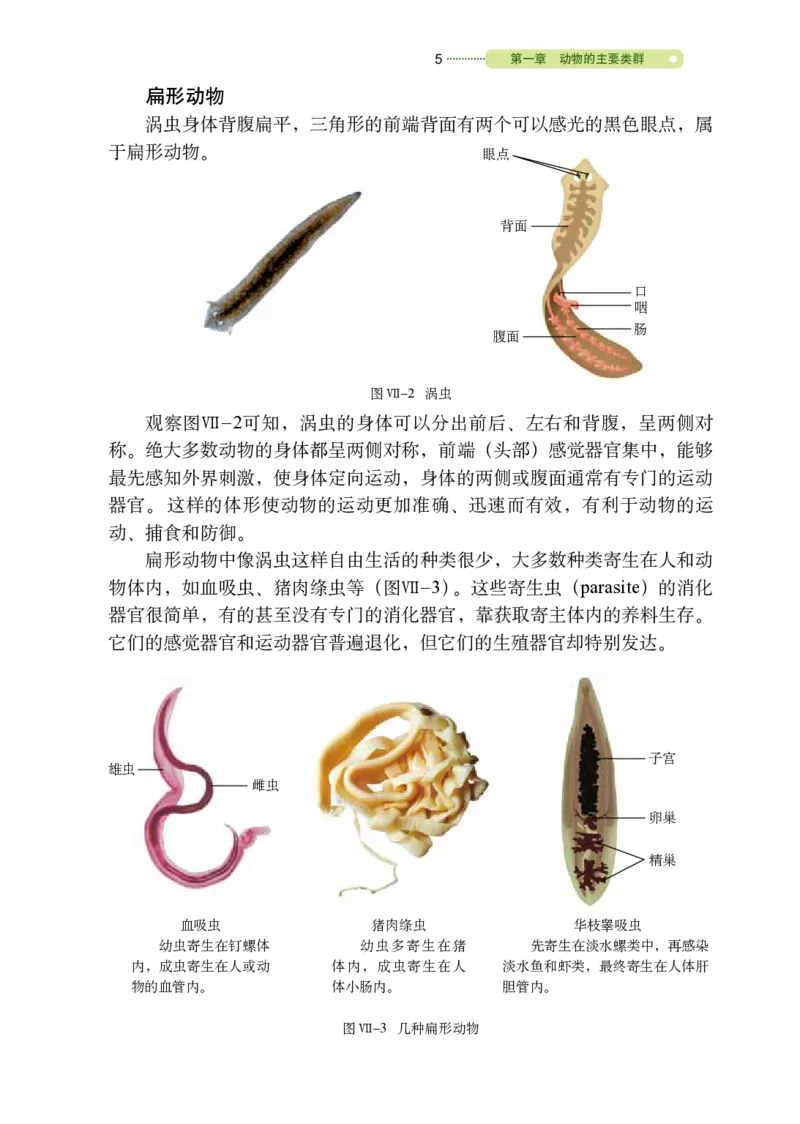 鲁教版8年级生物上册高清教材_4-教培资料-26年最新资料-同步更新_初中高中教资_03科三专项（进去保存报考的学科即可）_02科三专项（笔记真题思维导图教学设计版本二）