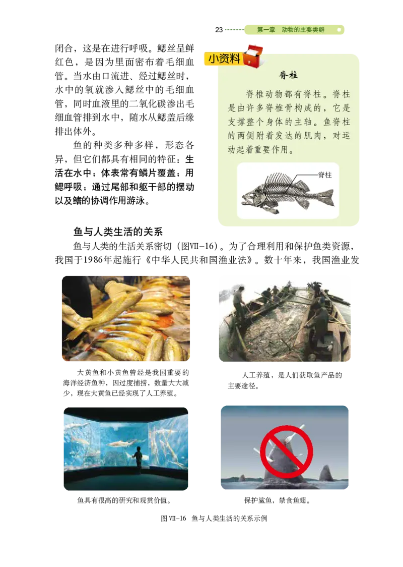 鲁教版8年级生物上册高清教材_4-教培资料-26年最新资料-同步更新_初中高中教资_03科三专项（进去保存报考的学科即可）_02科三专项（笔记真题思维导图教学设计版本二）