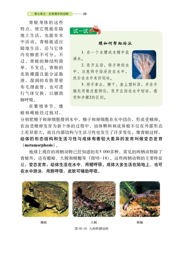 鲁教版8年级生物上册高清教材_4-教培资料-26年最新资料-同步更新_初中高中教资_03科三专项（进去保存报考的学科即可）_02科三专项（笔记真题思维导图教学设计版本二）