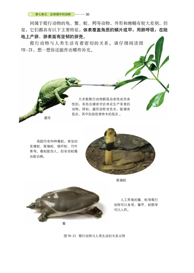 鲁教版8年级生物上册高清教材_4-教培资料-26年最新资料-同步更新_初中高中教资_03科三专项（进去保存报考的学科即可）_02科三专项（笔记真题思维导图教学设计版本二）