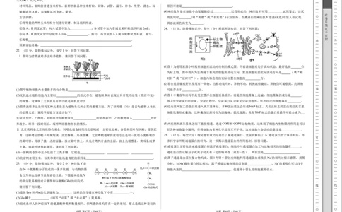 高一生物期中模拟卷01测试范围：人教版2019第1~4章（考试版A3）（新高考通用）_1多考区联考试卷_1014高一期中模拟卷（新高考通用）黄金卷：2024-2025学年高一上学期期中模拟考试