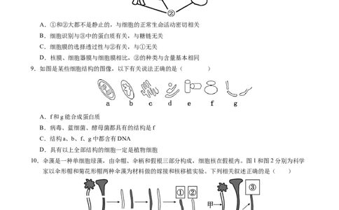 高一生物期中模拟卷测试范围：第1~4章（考试版A4）（天津专用）_1多考区联考试卷_1021高一期中模拟卷（天津专用）黄金卷：2024-2025学年高一上学期期中模拟考试