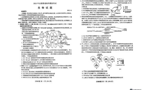 2025届山东省潍坊市高三下学期5月三模生物试题（含答案）_2025年5月_250519山东省潍坊市2025届高三下学期三模考试（全科）