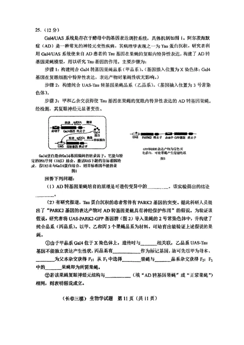 2025届吉林省长春市高三质量监测(三)生物试题_2025年4月_250413吉林省长春市2025届高三下学期质量监测（三）（全科）_吉林省长春市2025届高三下学期质量监测（三）生物