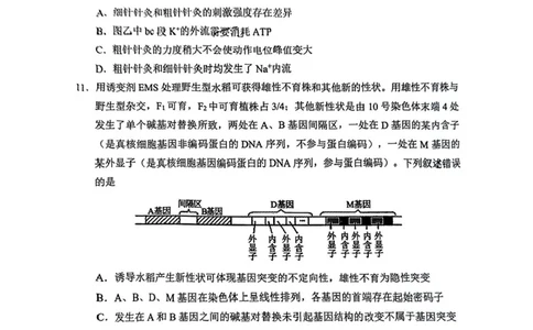 内蒙古赤峰市2025届高三下学期3&middot;20模拟考试生物试卷（含答案）_2025年3月_250320内蒙古赤峰市2025届高三下学期3&middot;20模拟考试（二模）