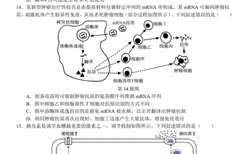 2510浙南联盟高三联考生物试卷_2025年10月_251010浙江省浙南名校联盟2026届高三上学期10月联考（全科）_浙江省浙南名校联盟2025-2026学年高三上学期10月联考生物试题