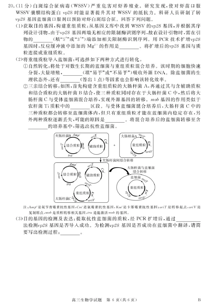 26001C-B-生物_2025年9月_250911安徽省华师联盟2025-2026学年高三上学期开学质量检测_安徽省华师联盟2026届高三上学期开学联考生物试题