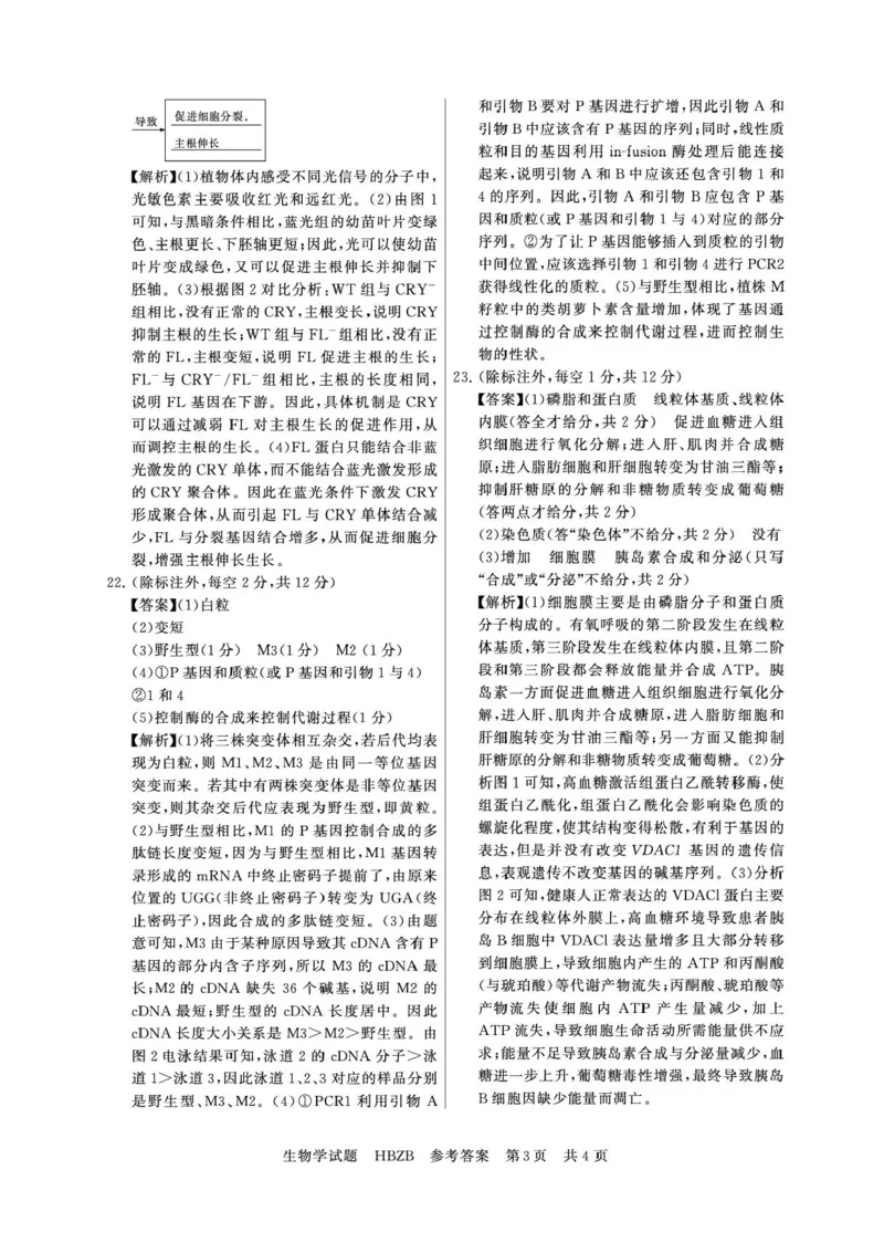 2025届高三部分重点中学3月联合测评(T8联考)生物试卷（河北版，含答案）_2025年3月_2503282025届八省八校高三部分重点中学3月联合测评（T8联考）（全科）