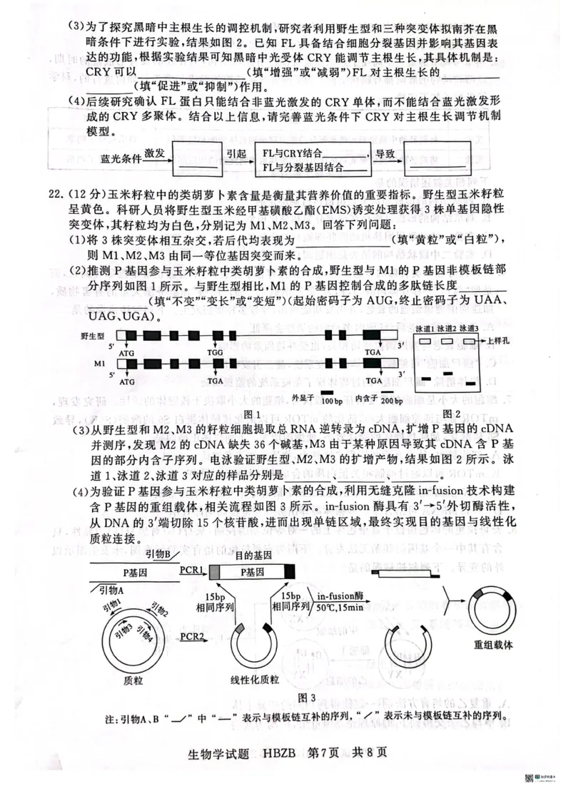 2025届高三部分重点中学3月联合测评(T8联考)生物试卷（河北版，含答案）_2025年3月_2503282025届八省八校高三部分重点中学3月联合测评（T8联考）（全科）