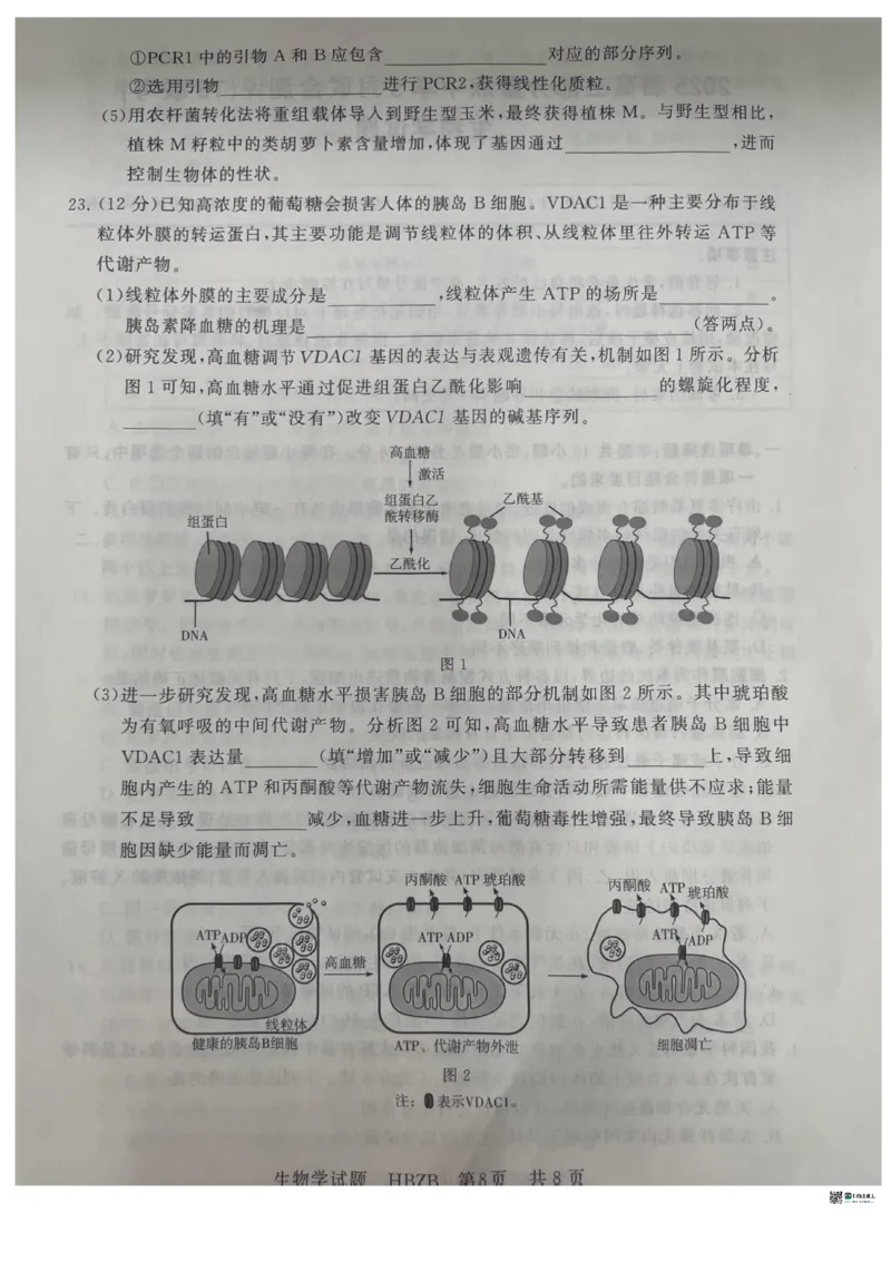 2025届高三部分重点中学3月联合测评(T8联考)生物试卷（河北版，含答案）_2025年3月_2503282025届八省八校高三部分重点中学3月联合测评（T8联考）（全科）