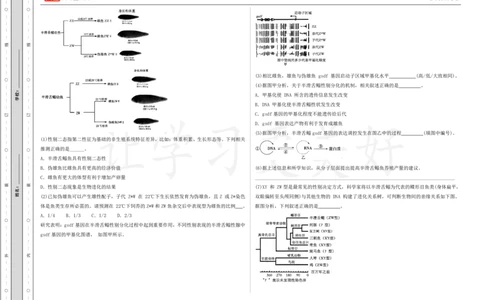 (8.40)-点睛押题卷&mdash;&mdash;上海卷_2024高考押题卷_132024高途全系列_26高途点睛卷_2024点睛密卷-生物