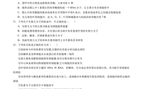 高一生物期中模拟卷02测试范围：人教版2019第1~4章（考试版A4）（新高考通用）_1多考区联考试卷_1014高一期中模拟卷（新高考通用）黄金卷：2024-2025学年高一上学期期中模拟考试