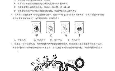 高一生物期中模拟卷02测试范围：人教版2019第1~4章（考试版A4）（新高考通用）_1多考区联考试卷_1014高一期中模拟卷（新高考通用）黄金卷：2024-2025学年高一上学期期中模拟考试