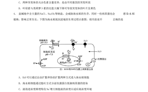 云南省玉溪第一中学2026届高三上学期适应性测试（四）生物Word版含答案_2025年9月_250924云南省玉溪第一中学2026届高三上学期适应性测试（四）（全科）