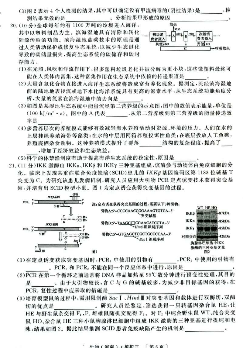 2025届河南省豫东部分名校高三下学期三模生物试题_2025年4月_250423河南省豫东部分名校2025届高三下学期三模_2025届河南省豫东部分名校高三下学期三模生物试题