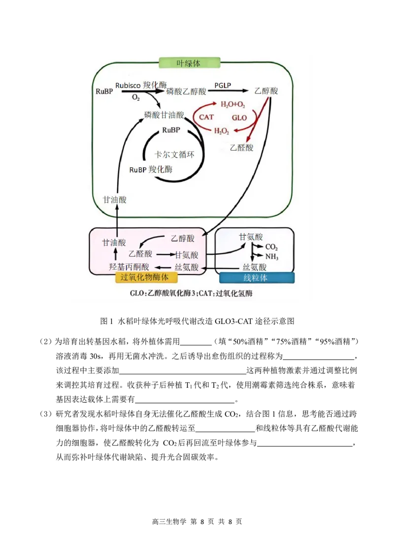 2026届深圳市高三年级第一次模拟联测试卷(生物试卷)_2025年11月_2511072026届广东省深圳市高三上学期第一次模拟联测（全科）_2026届深圳市高三年级第一次模拟联测试卷(生物)