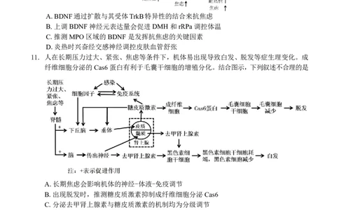 2026届深圳市高三年级第一次模拟联测试卷(生物试卷)_2025年11月_2511072026届广东省深圳市高三上学期第一次模拟联测（全科）_2026届深圳市高三年级第一次模拟联测试卷(生物)