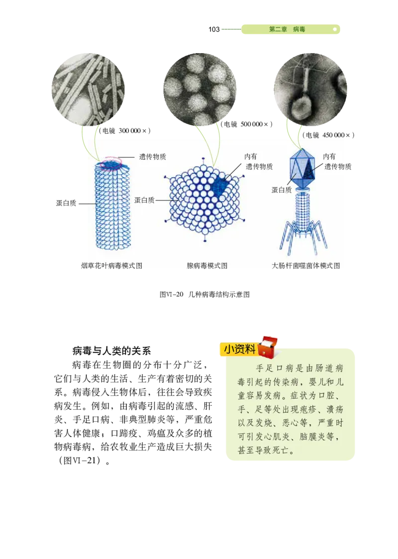 鲁教版7年级生物下册高清教材_4-教培资料-26年最新资料-同步更新_初中高中教资_03科三专项（进去保存报考的学科即可）_02科三专项（笔记真题思维导图教学设计版本二）