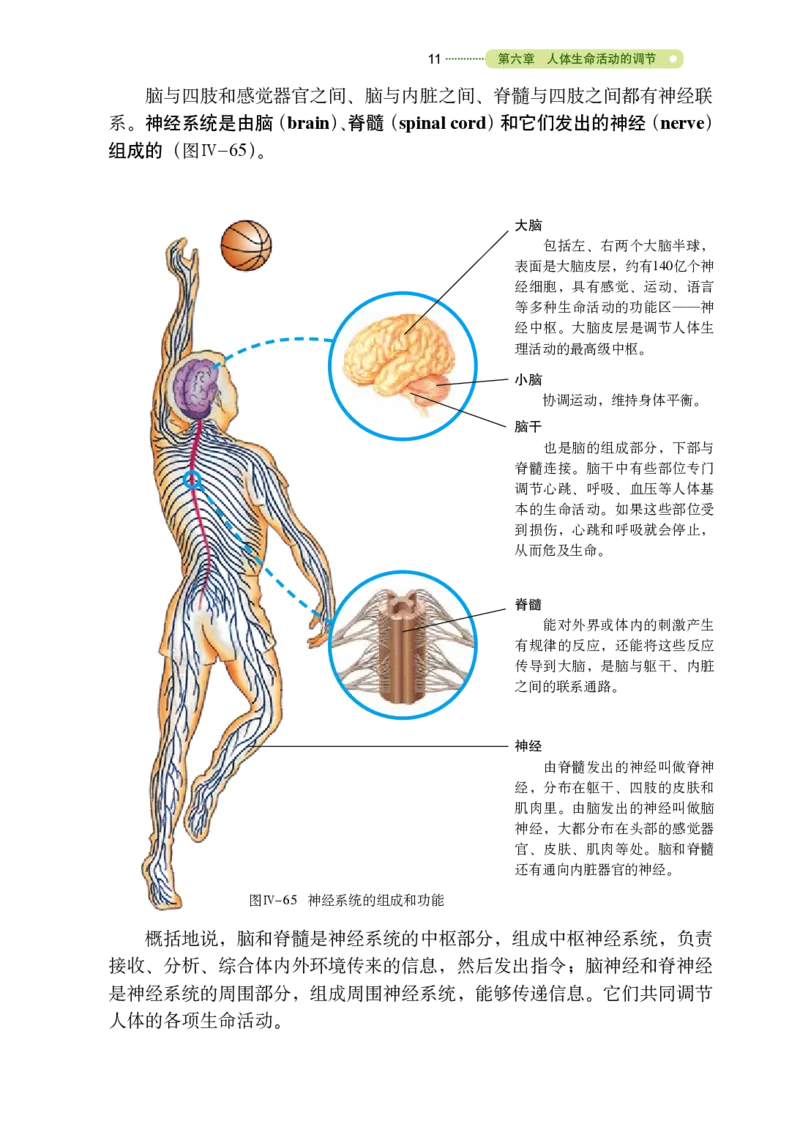 鲁教版7年级生物下册高清教材_4-教培资料-26年最新资料-同步更新_初中高中教资_03科三专项（进去保存报考的学科即可）_02科三专项（笔记真题思维导图教学设计版本二）