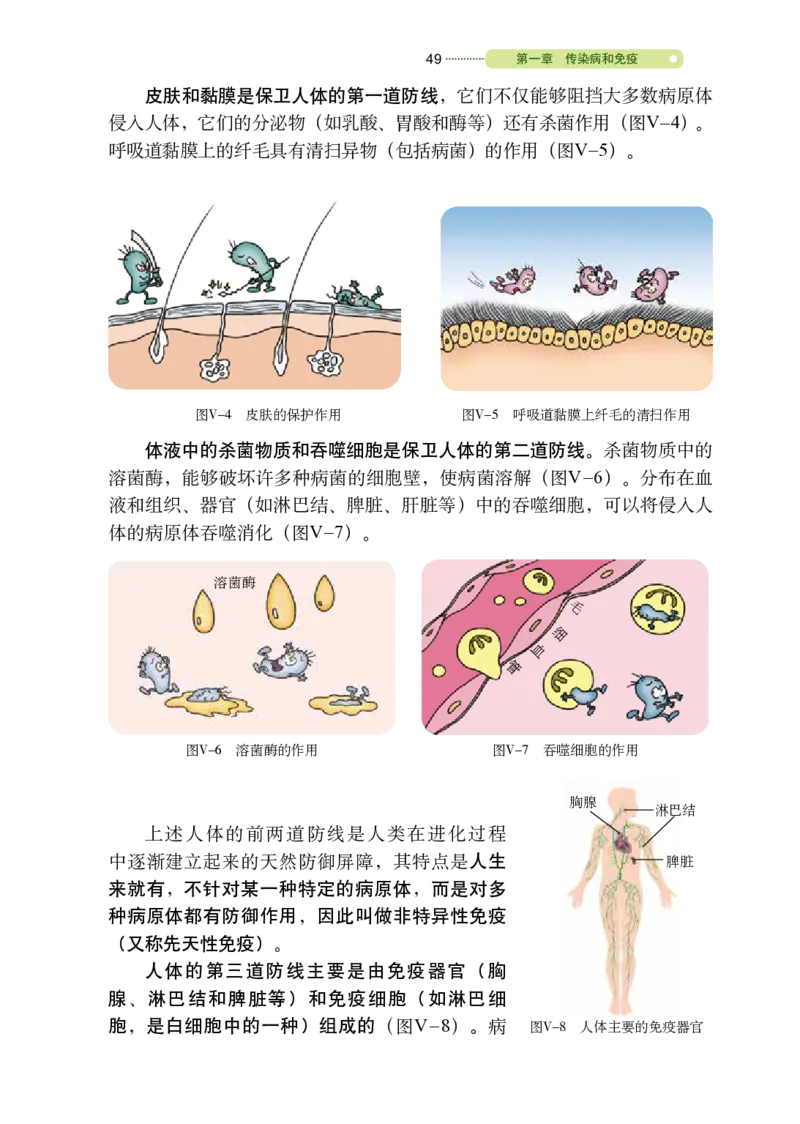 鲁教版7年级生物下册高清教材_4-教培资料-26年最新资料-同步更新_初中高中教资_03科三专项（进去保存报考的学科即可）_02科三专项（笔记真题思维导图教学设计版本二）