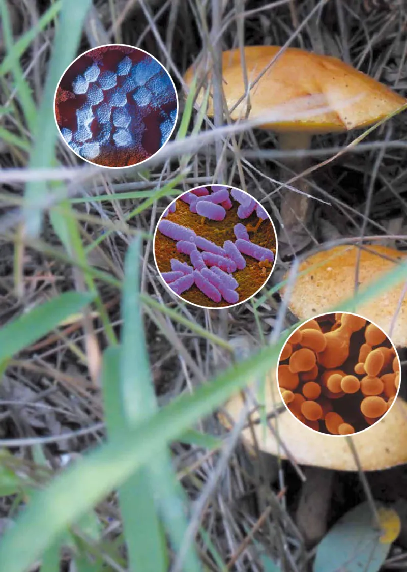 鲁教版7年级生物下册高清教材_4-教培资料-26年最新资料-同步更新_初中高中教资_03科三专项（进去保存报考的学科即可）_02科三专项（笔记真题思维导图教学设计版本二）