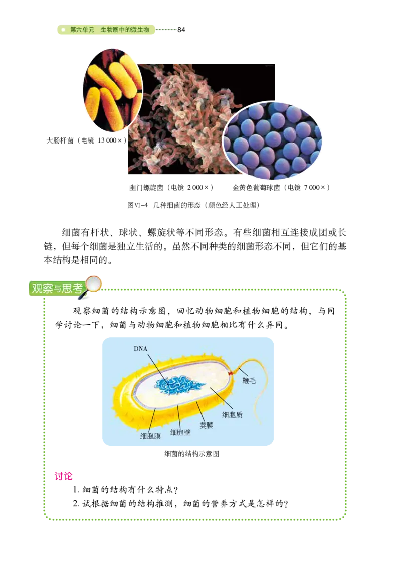 鲁教版7年级生物下册高清教材_4-教培资料-26年最新资料-同步更新_初中高中教资_03科三专项（进去保存报考的学科即可）_02科三专项（笔记真题思维导图教学设计版本二）