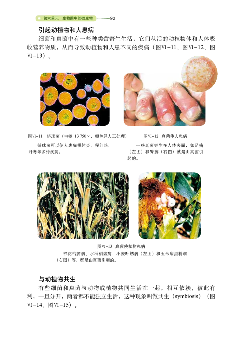 鲁教版7年级生物下册高清教材_4-教培资料-26年最新资料-同步更新_初中高中教资_03科三专项（进去保存报考的学科即可）_02科三专项（笔记真题思维导图教学设计版本二）