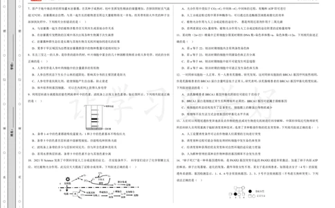 (8.12)-点睛押题卷&mdash;&mdash;广西卷_2024高考押题卷_132024高途全系列_26高途点睛卷_2024点睛密卷-生物