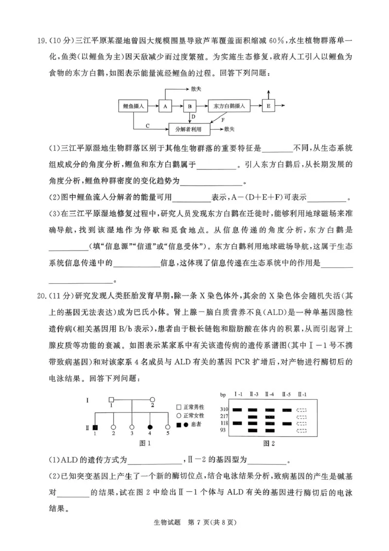 2025&mdash;2026学年高三9月高三质量检测生物试题答案解析评分细则2025&mdash;2026学年高三9月高三质量检测生物试题_2025年9月