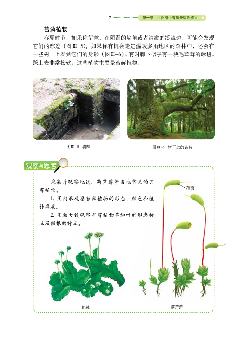 鲁教版6年级生物下册高清教材_4-教培资料-26年最新资料-同步更新_初中高中教资_03科三专项（进去保存报考的学科即可）_02科三专项（笔记真题思维导图教学设计版本二）