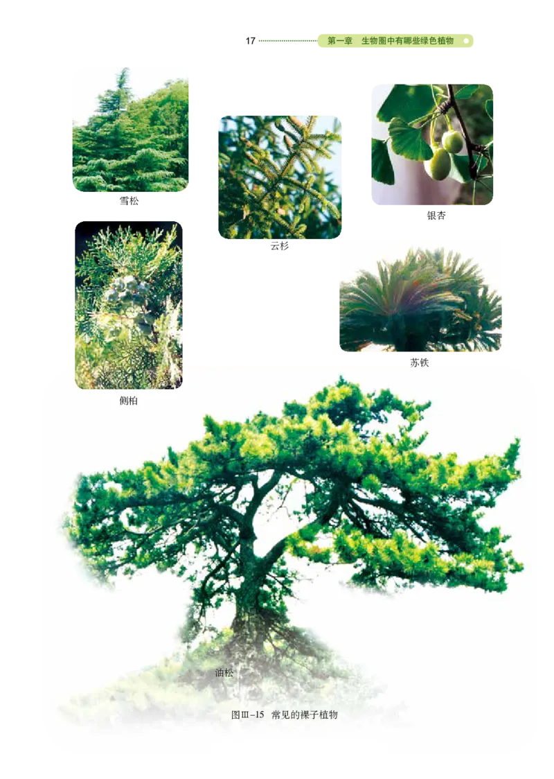 鲁教版6年级生物下册高清教材_4-教培资料-26年最新资料-同步更新_初中高中教资_03科三专项（进去保存报考的学科即可）_02科三专项（笔记真题思维导图教学设计版本二）