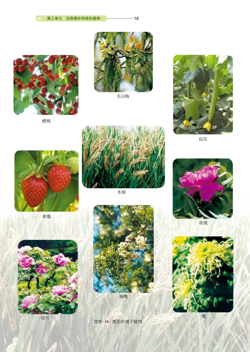 鲁教版6年级生物下册高清教材_4-教培资料-26年最新资料-同步更新_初中高中教资_03科三专项（进去保存报考的学科即可）_02科三专项（笔记真题思维导图教学设计版本二）