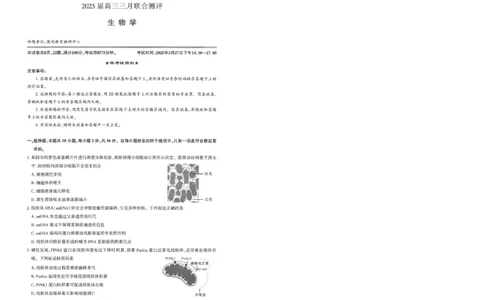 25届圆创联盟3月联考生物_2025年3月_250327湖北省圆创教育教研中心2025届高三三月联合测评（全科）_湖北省圆创教育教研中心2025届高三三月联合测评生物