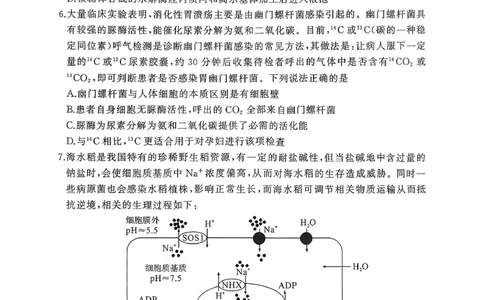 2025年秋黄冈市部分高中高三期中考试生物试题_2025年11月_251114湖北省黄冈市部分高中2026届高三上学期期中考试试卷（全科）_2025年秋黄冈市部分高中高三期中考试生物试题