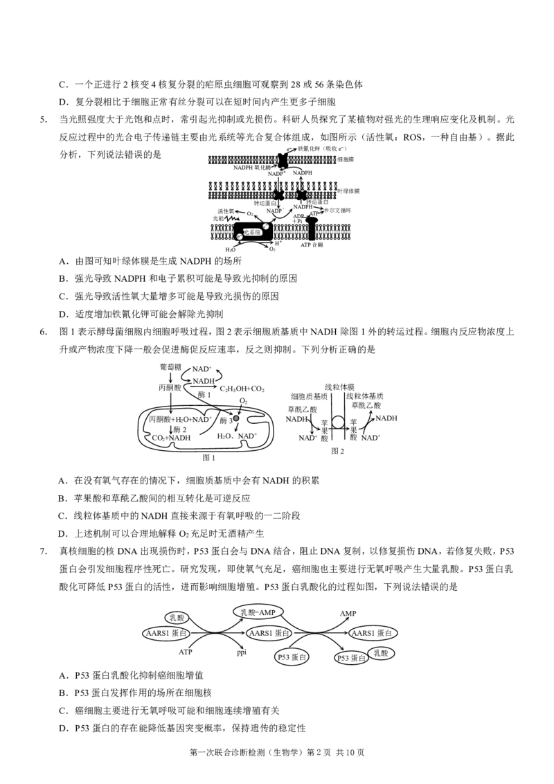 2025届重庆康德一诊生物_2025年1月_250119重庆市2025年普通高等学校招生全国统一考试（康德一诊）（全科）_生物