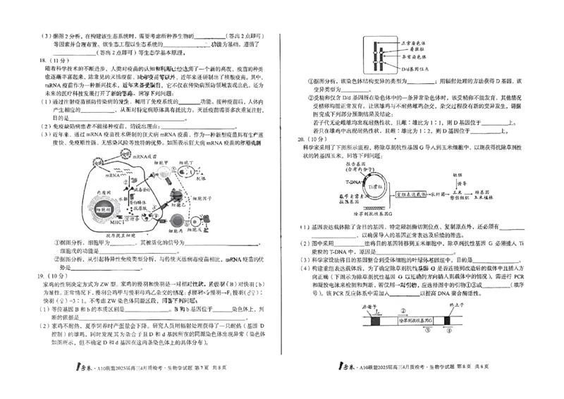 A10联盟2025届高三4月质检考生物+答案_2025年4月_250418安徽省A10联盟2025届高三4月质检考