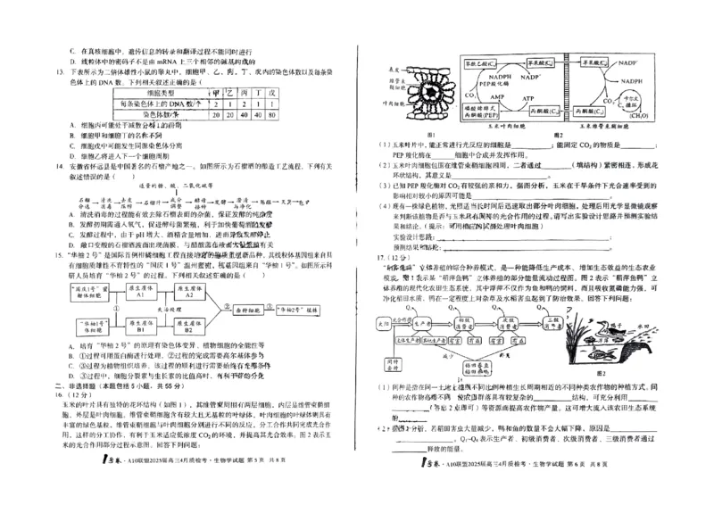 A10联盟2025届高三4月质检考生物+答案_2025年4月_250418安徽省A10联盟2025届高三4月质检考
