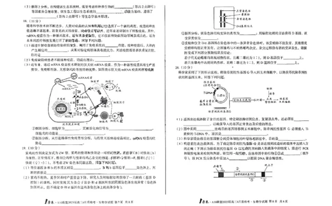 A10联盟2025届高三4月质检考生物+答案_2025年4月_250418安徽省A10联盟2025届高三4月质检考