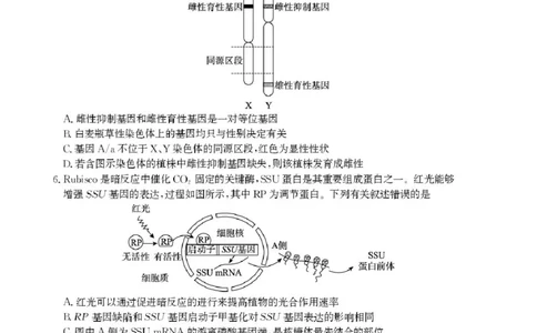 2025届河北省沧州市高三下学期4月复习质量监测（二模）生物试题（含答案）_2025年4月_2504162025届河北省沧州市高三下学期4月复习质量监测（二模）（全科）