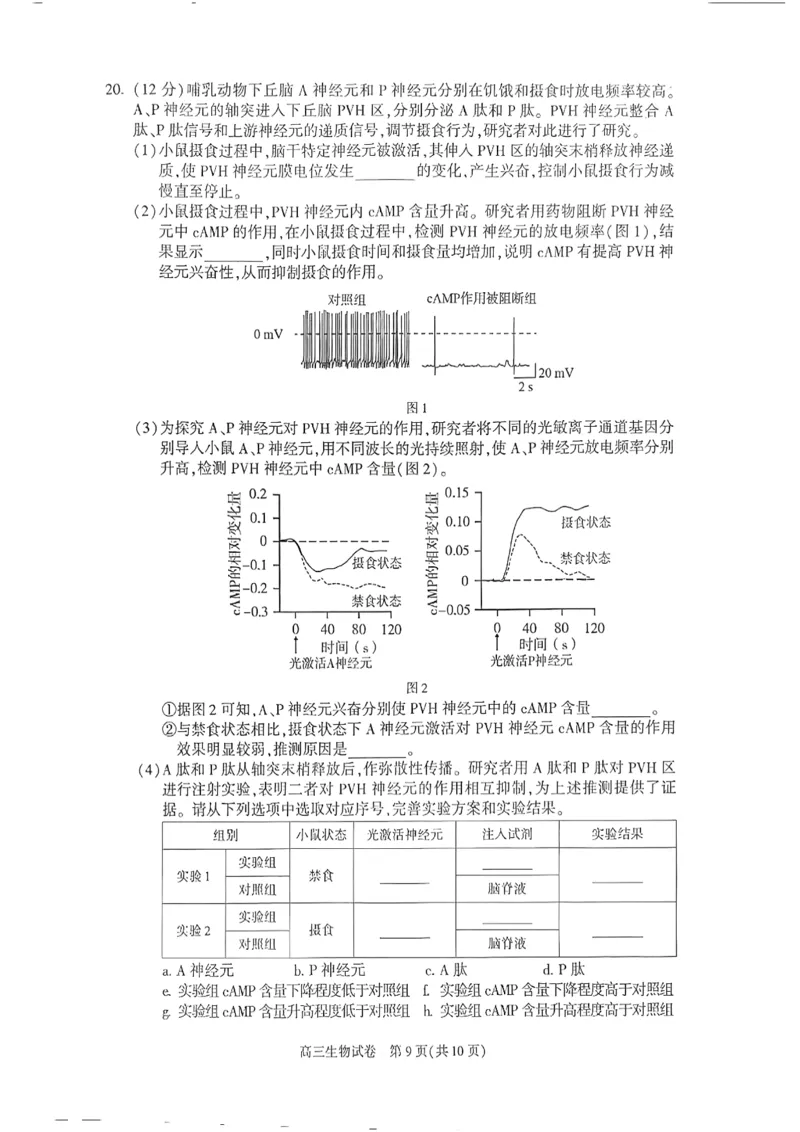 2025年北京市朝阳区高三二模-生物+答案_2025年5月_2505132025年北京市朝阳区高三二模（全科）