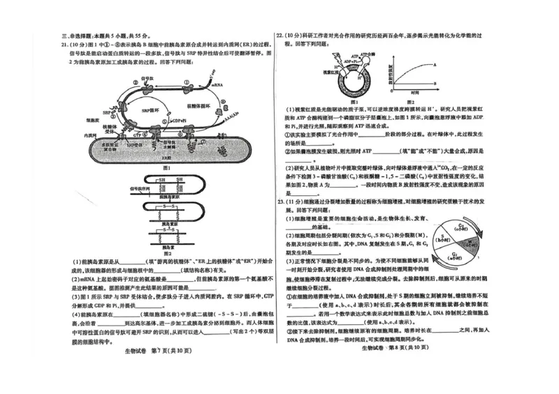 内蒙古包头市2026届高三上学期期中教学质量检测生物试卷（含答案）_2025年10月_12026年试卷教辅资源等多个文件_251024内蒙古包头市2026届高三上学期期中教学质量检测（全科）