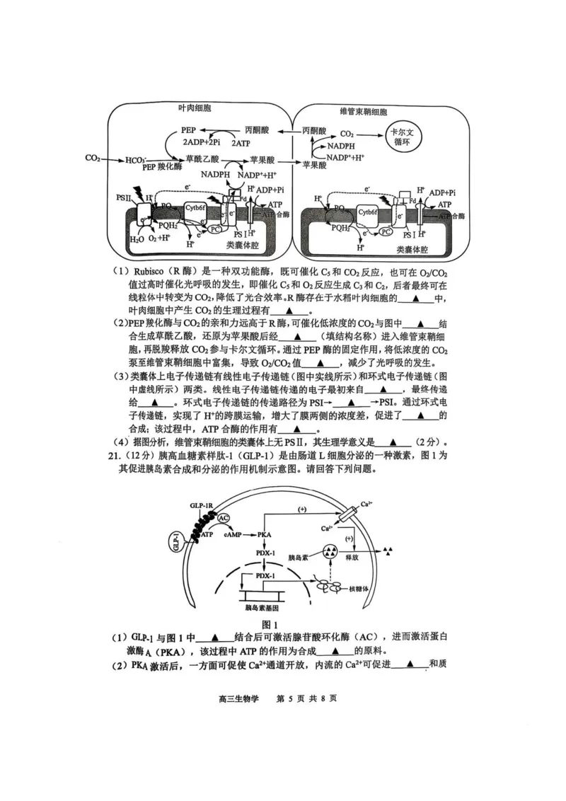 2025届江苏省苏锡常镇四市高三下学期教学情况调（一）（一模）生物_2025年3月_2503202025届江苏省苏锡常镇四市高三下学期教学情况调（一）（一模）（全科）