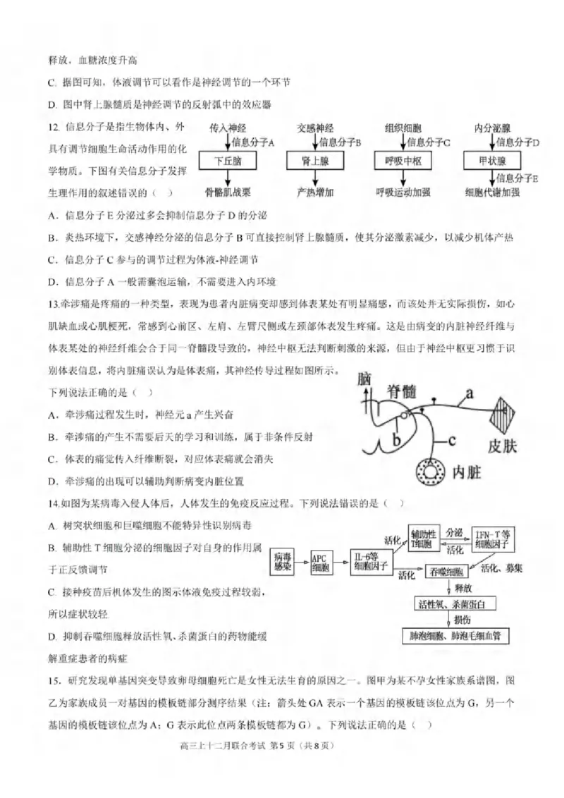 重庆市拔尖强基联盟育才中学校、万州高级中学、西南大学附属中学校2024届高三上学期12月联考生物
