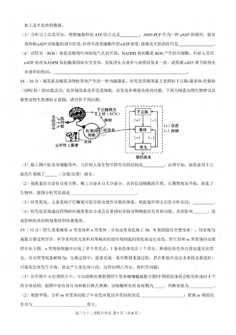 重庆市拔尖强基联盟育才中学校、万州高级中学、西南大学附属中学校2024届高三上学期12月联考生物